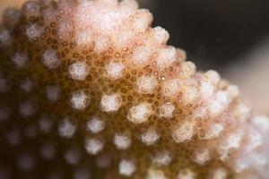 Hard coral macro detail while diving in Indonesia photo