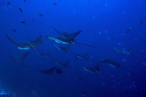 manta raya águila mientras bucea en maldivas foto