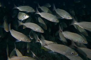 Inside a school of fish underwater photo