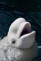 un delfín blanco aislado beluga mirándote en el mar azul profundo foto