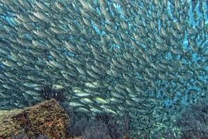 Inside a school of fish underwater photo