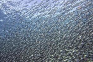 Inside a school of fish underwater photo