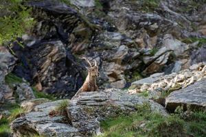 steinbock on rock close up portrait photo