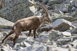 Isolated ibex deer long horn sheep Steinbock photo