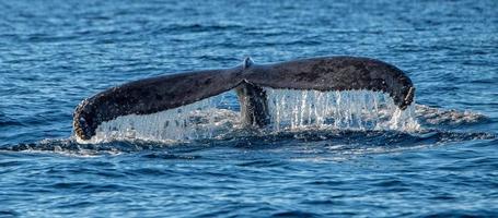 cola de ballena jorobada foto