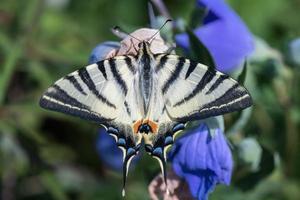 swallow tail butterfly machaon close up portrait photo