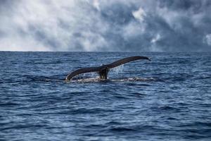 humpback tail whale diving in cabo san lucas mexico photo