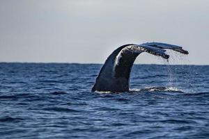 humpback tail whale diving in cabo san lucas mexico photo