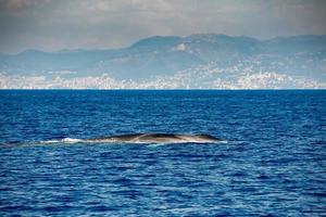 ballena de aleta especie en peligro de extinción rara de ver foto