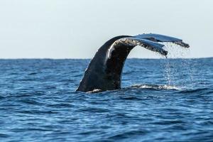 humpback whale tail photo