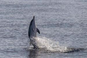 delfines listados saltando fuera del mar foto