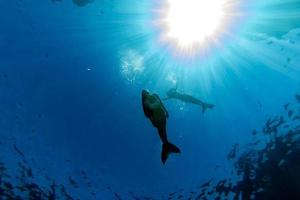 Mermaid swimming underwater in the deep blue sea photo