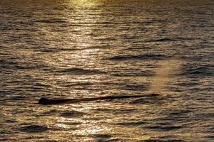 Sperm Whale at sunset in mediterranean Sea photo