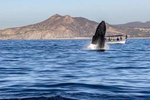 humpback whale breaching in cabo san lucas mexico photo