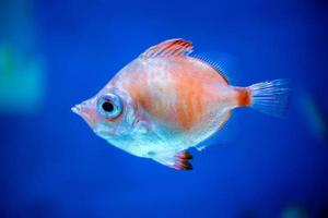 diving in colorful reef underwater photo