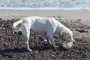 dog eating a puffer fish on the beach photo