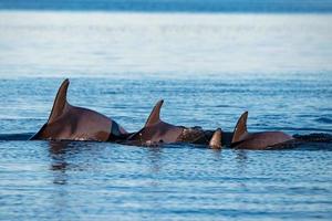 common dolphin jumping outside the ocean photo