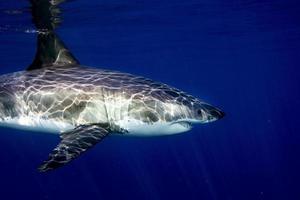 gran tiburón blanco listo para atacar desde el azul profundo foto