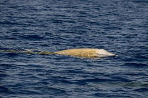 raro cuvier ganso ballena picuda delfín ziphius cavirostris foto