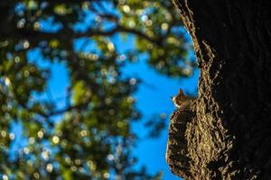 a squirrel looking at you from a tree photo