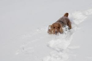 Puppy Dog while playing on the snow photo