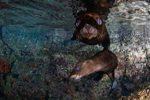 sea lion seal underwater while diving galapagos photo