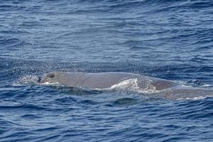 blow of Sperm Whale at sunset while blowing breath photo