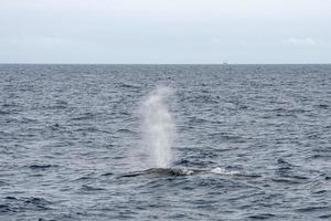 Fin whale in mediterranean sea photo