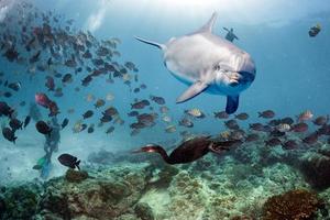 dolphin underwater on reef close up look photo