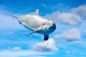 dolphin playing in the sky photo