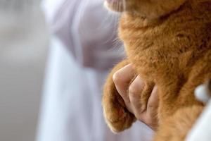cat paw on human hand photo