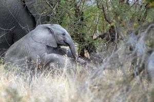 elefante bebé en el parque kruger sudáfrica foto