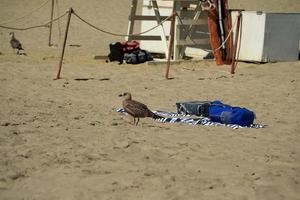 gaviota en la playa de arena de nantucket océano atlántico foto