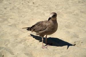 seagull on nantucket sandy beach atlantic ocean photo