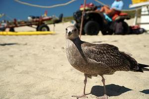 gaviota en la playa de arena de nantucket océano atlántico foto