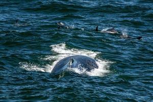 humpback whale in cape cod whale watching while eating with atlantic dolphins photo