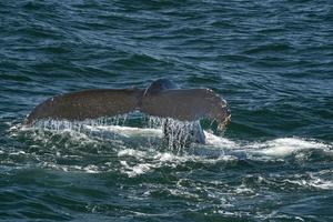 humpback whale in cape cod whale watching while fluking photo