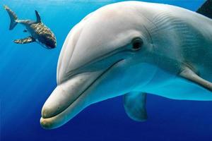 white shark and dolphin underwater photo