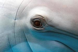 dolphin smiling eye close up portrait photo