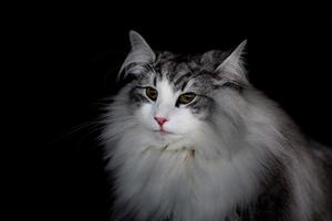 retrato de gato del bosque noruego foto