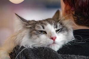 Norvegian forest cat portrait photo