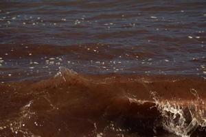 red alga seaweed ocean atlantic nantucket beach photo