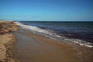 red alga seaweed ocean atlantic nantucket beach photo