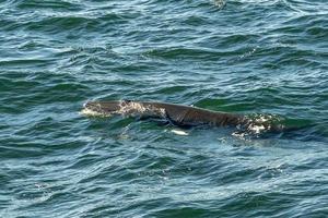 Minke whale in cape cod whale watching while eating photo