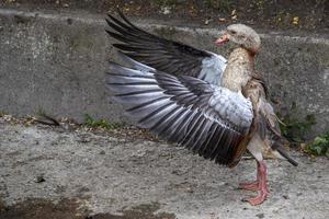 duck with open wings like human being photo