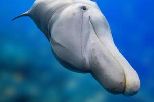 dolphin smiling eye close up portrait photo