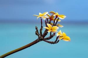 frangipani flower isolated on turquoise water background of bora bora french polynesia photo