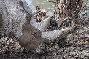 detalle de cuerno de rinoceronte blanco africano foto