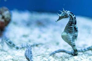 caballito de mar en el azul foto