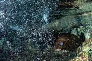 sea lion seal underwater while diving galapagos photo